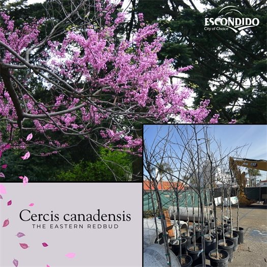 Planting along Grand Avenue: Cercis canadensis, the eastern rosebud. 