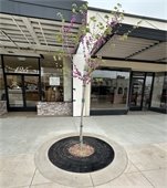 New greenery added, new tree blooming. 