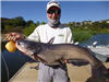 Paul Eddo of Escondido, 18.90 pound Blue Catfish caught and released 9-24-16 using cut mackerel off 