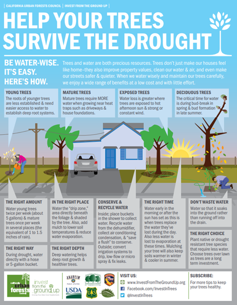 Tree Drought Information