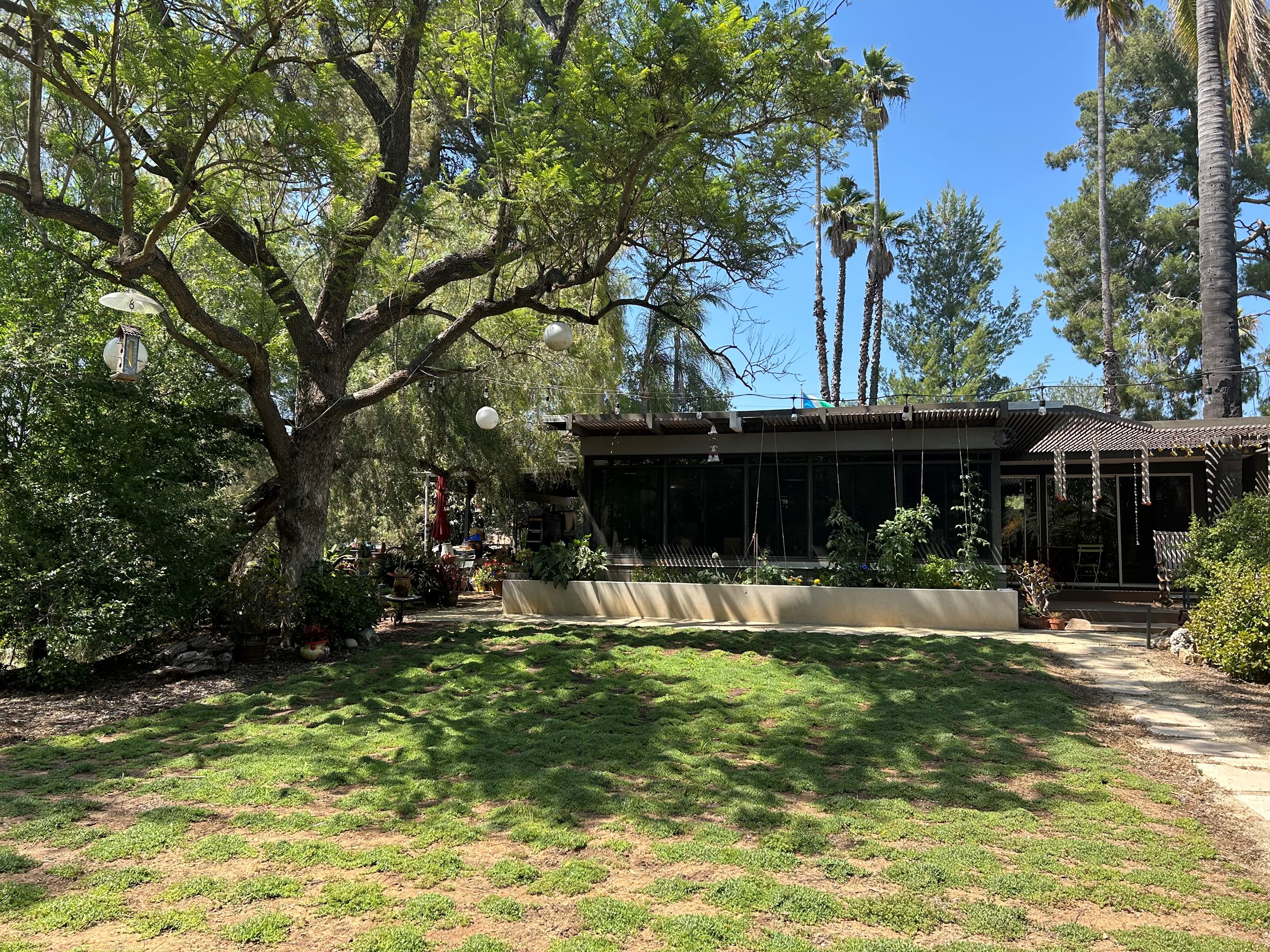 250 Dwarf Carpet of Stars plants look like a turf lawn, but require far less water