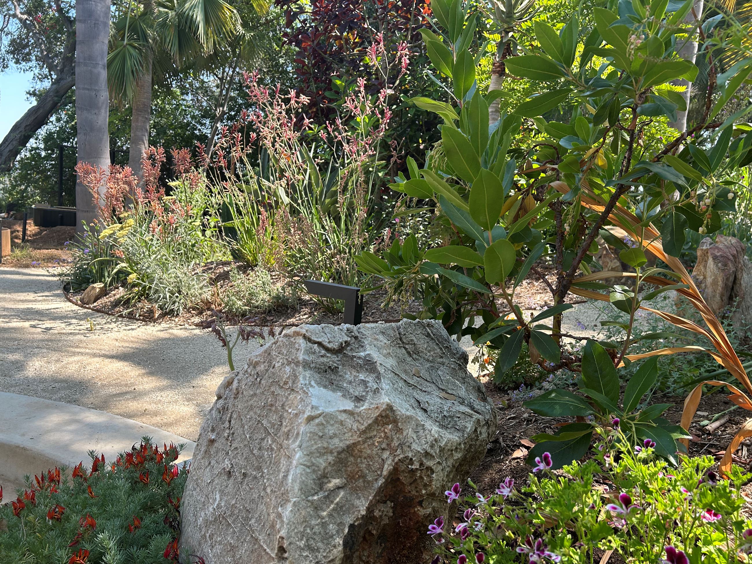 variety of California-native plants in bloom